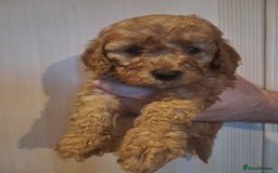 Cockapoo dogs for sale: Beautiful F1 Cockapoo puppies - Image 1