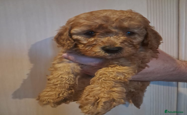 Cockapoo dogs - Advert 1