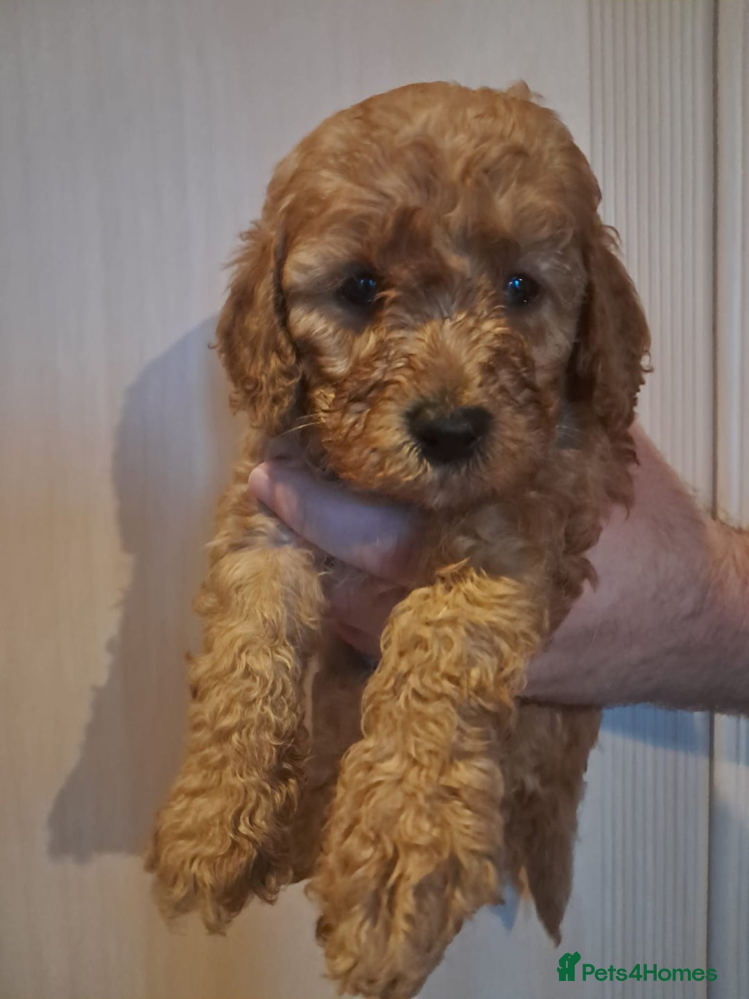 Cockapoo dogs for sale: Beautiful F1 Cockapoo puppies - Image 1