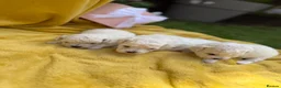 Bichon Frise dogs for sale: ⭐️Gorgeous Bichon Frise Puppies Available ⭐️ - Advert 11