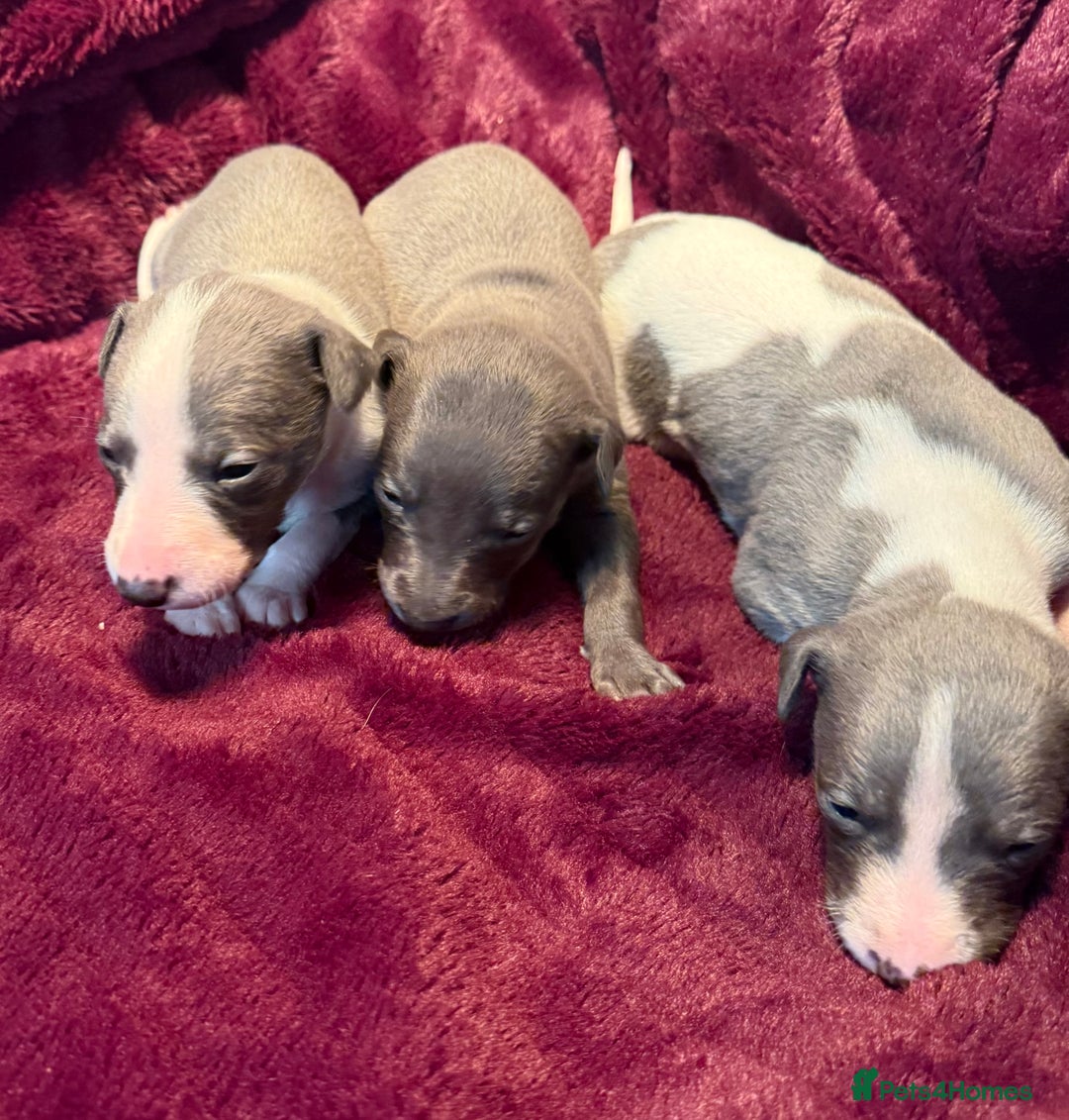 Whippet dogs for sale: 3 Stunning Whippet Boy's available  - Advert 10