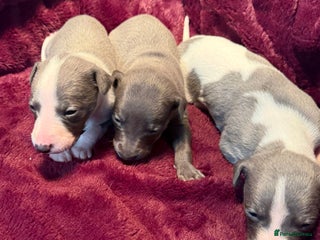 Whippet dogs Stunning Whippet puppies. - Advert 13