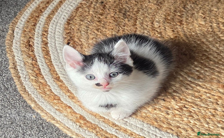 Mixed Breed cats - Advert 2