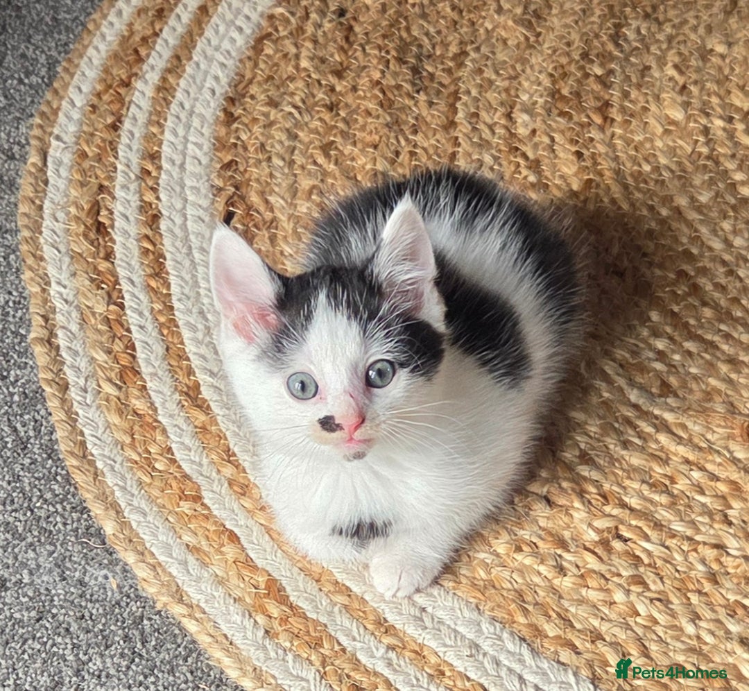 Mixed Breed cats for sale: Beautiful Ragdoll x shorthaired kittens - Image 1