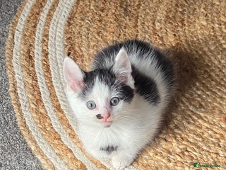 Mixed Breed cats for sale - Advert 1