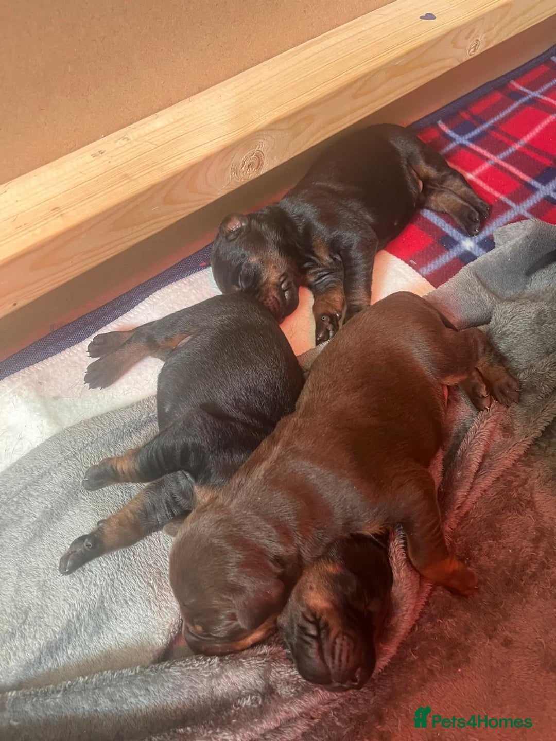Dobermann dogs for stud: Champion lines Dobermann stud  in Dartford - Image 17