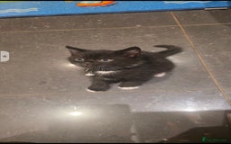 British Shorthair cats for sale: Lovely kittens  - Image 18