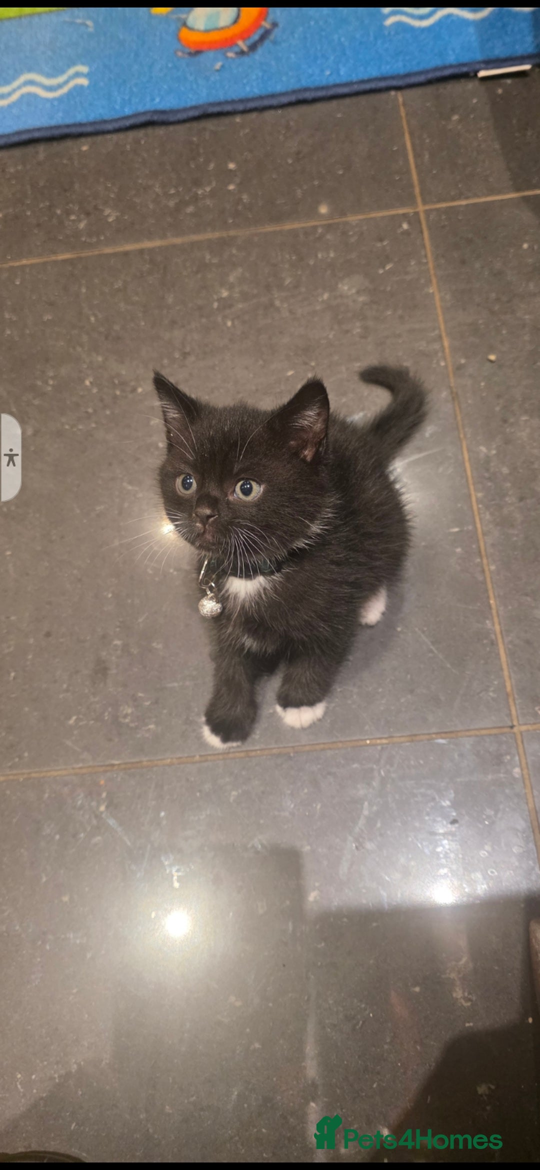 British Shorthair cats for sale: Lovely kittens  - Image 18