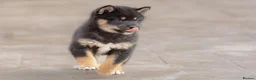 Japanese Shiba Inu dogs for sale: Last two beautiful girls - Advert 2