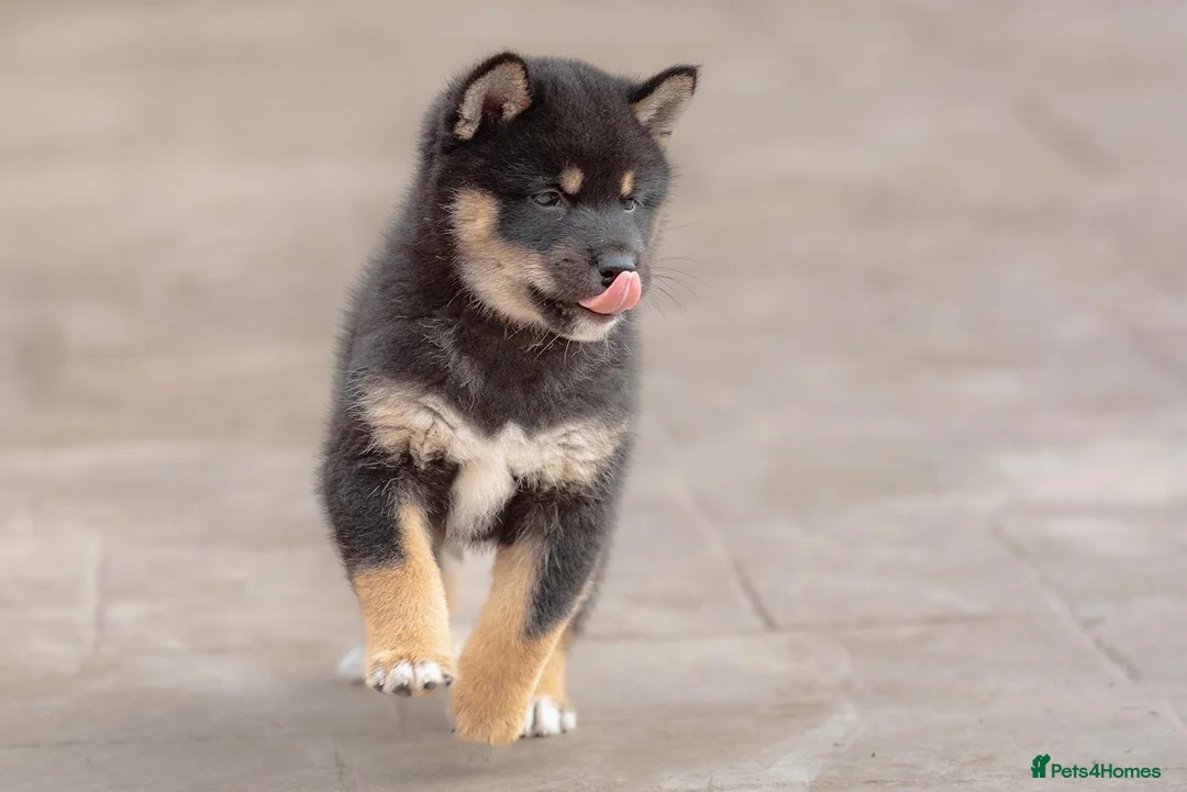 Japanese Shiba Inu dogs for sale: Last two beautiful girls - Advert 2