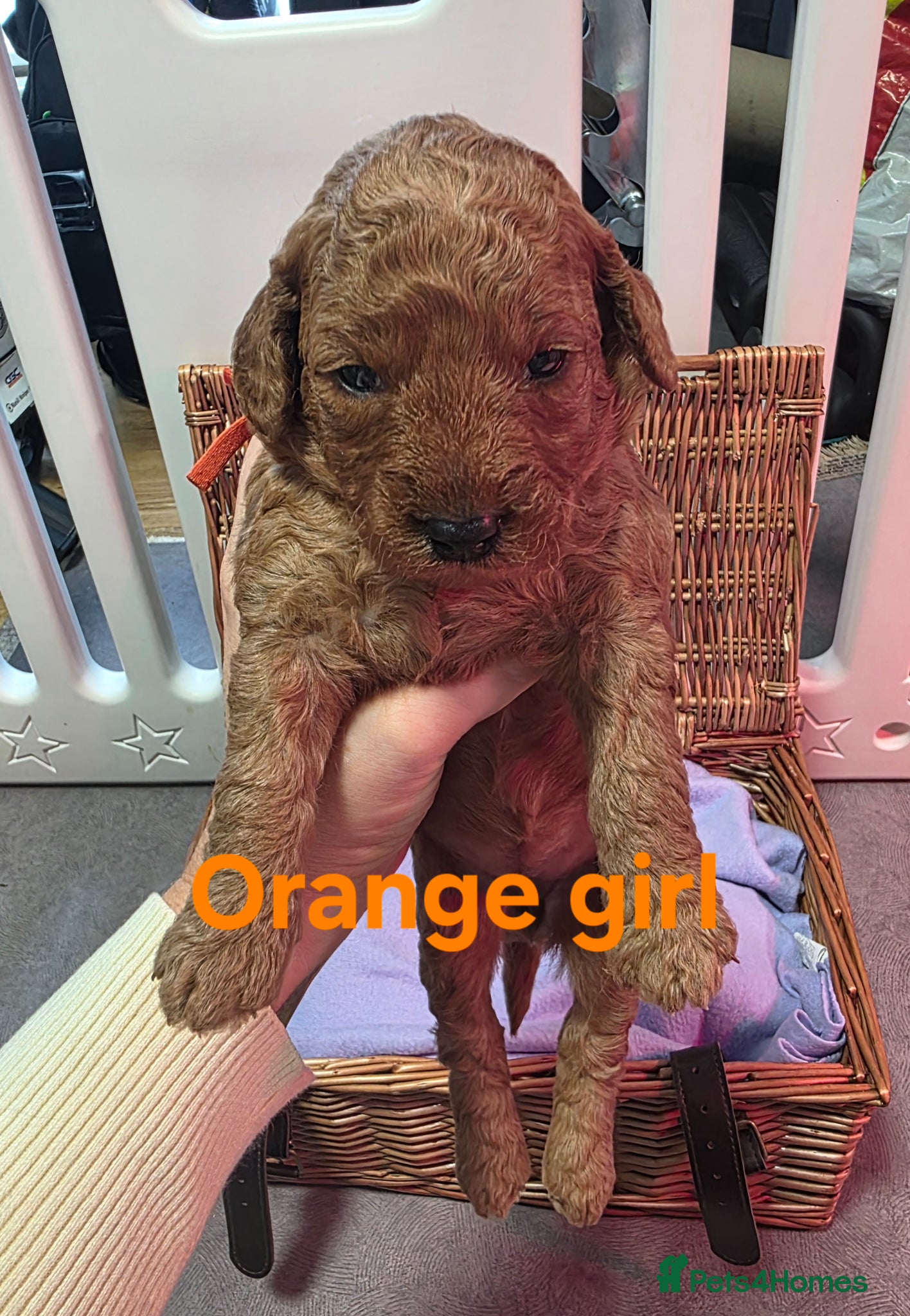 Mini Goldendoodle dogs for sale: Mini F1B Goldendoodles in Ballymoney - Advert 8