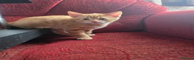Domestic Shorthair Kitten 1
