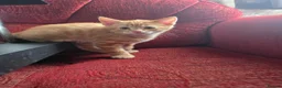 Domestic Shorthair cats for sale: Very playfully  - Advert 3