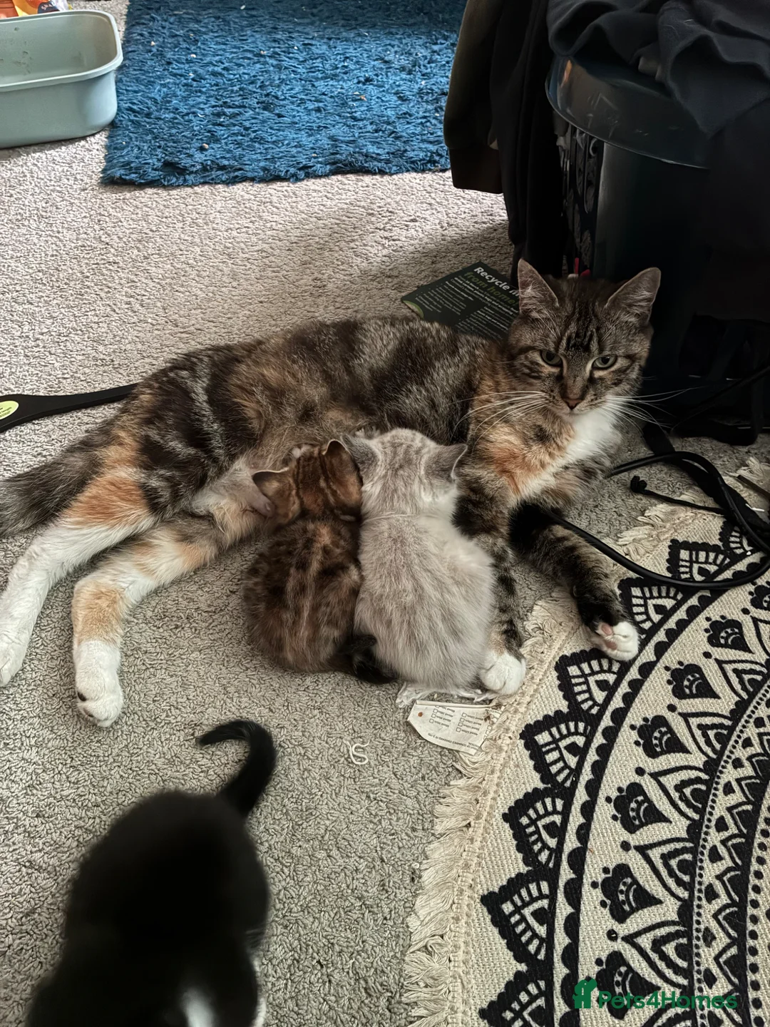 Mixed Breed cats for sale: 4 kittens  in Bodmin - Advert 1