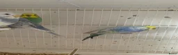 Budgerigars birds for sale: Budgies - Advert 1