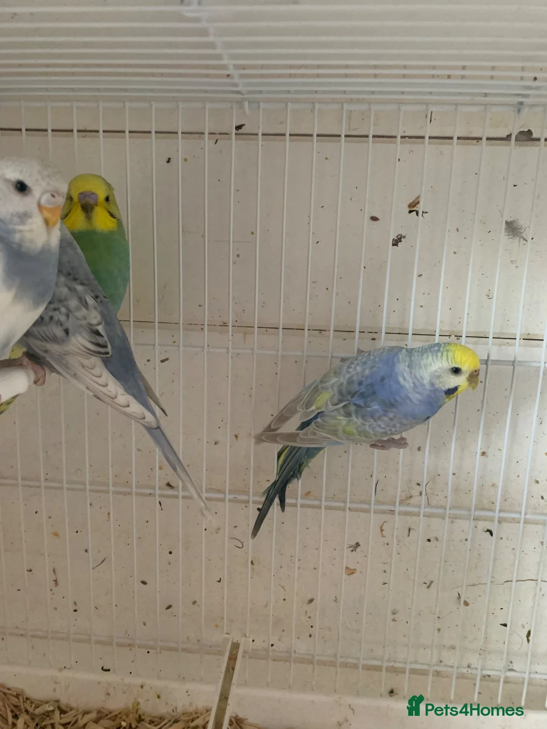 Budgerigars birds for sale: Budgies - Advert 1