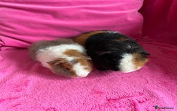 Guinea Pig rodents for sale: 2 teddy boys  - Image 4
