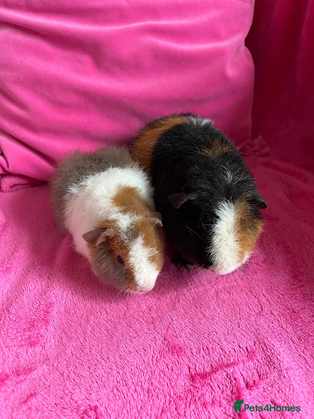 Guinea Pig rodents for sale: 2 teddy boys  - Image 4