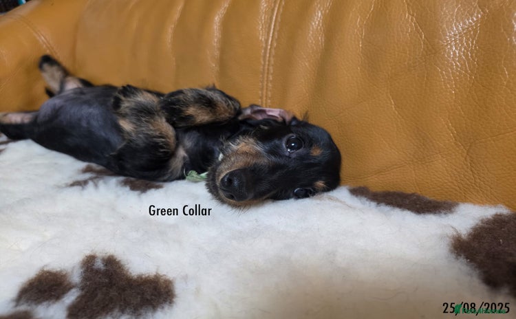 Miniature Dachshund dogs - Advert 6