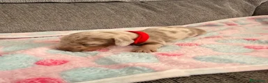 Miniature Dachshund 4