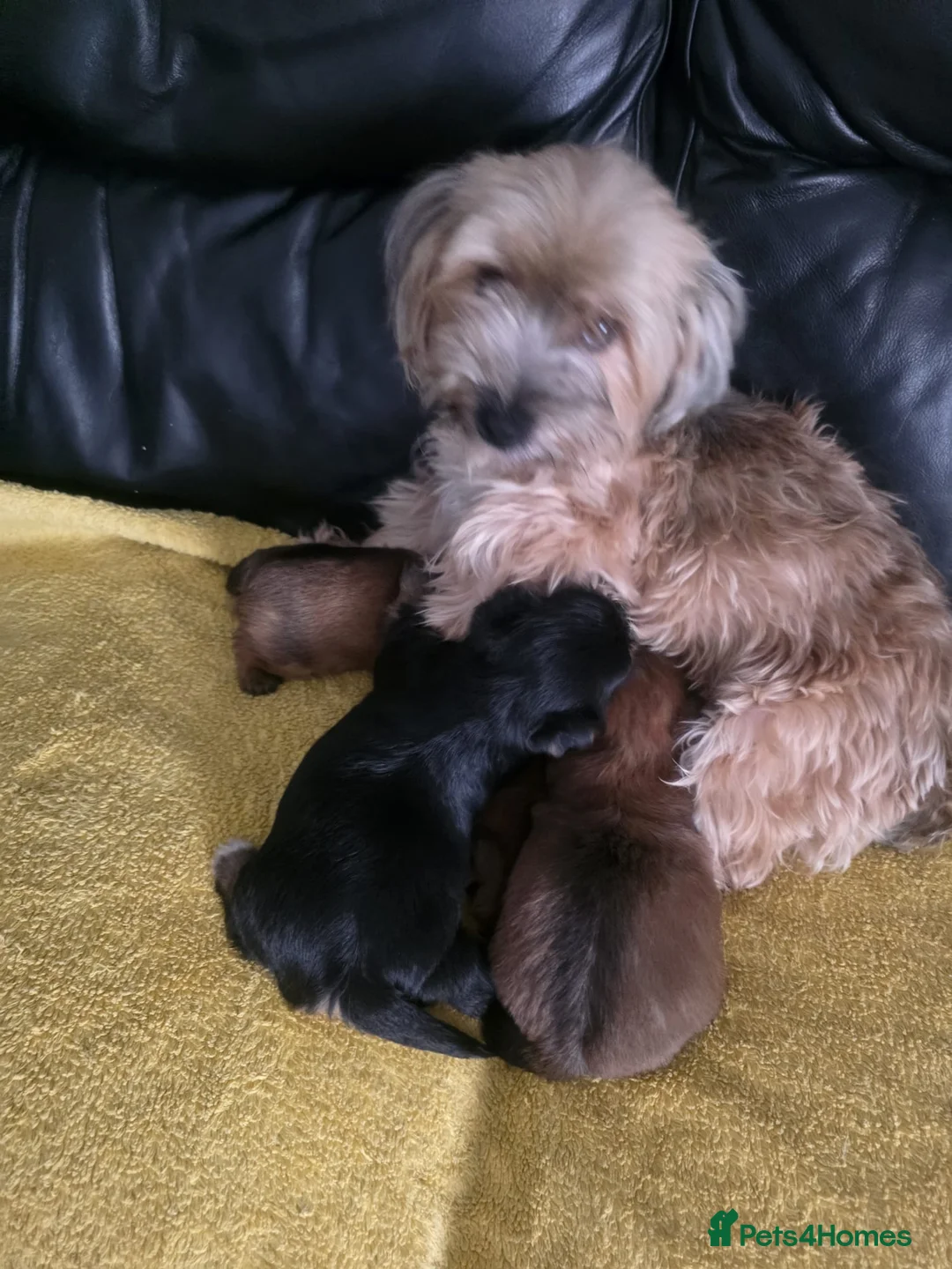 Morkie dogs for sale: Girl Morkie  - Advert 7