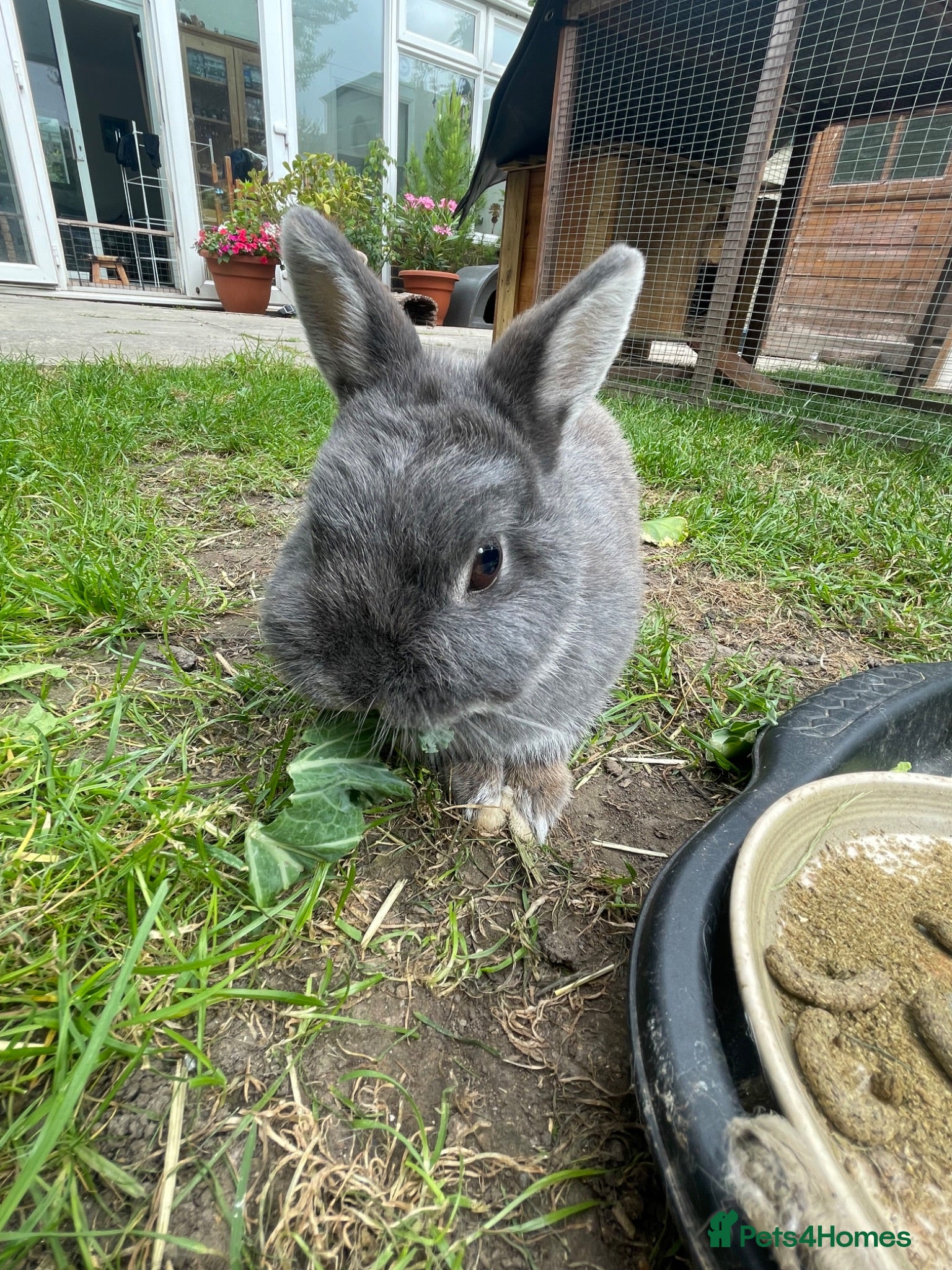 Netherland Dwarf rabbits Adult Female Netherlands Dwarf - Advert 6