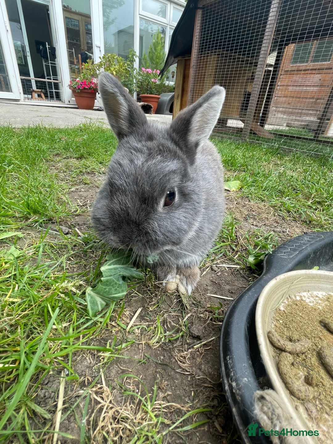 Netherland Dwarf rabbits for sale: Adult Female Netherlands Dwarf in Deal - Advert 1