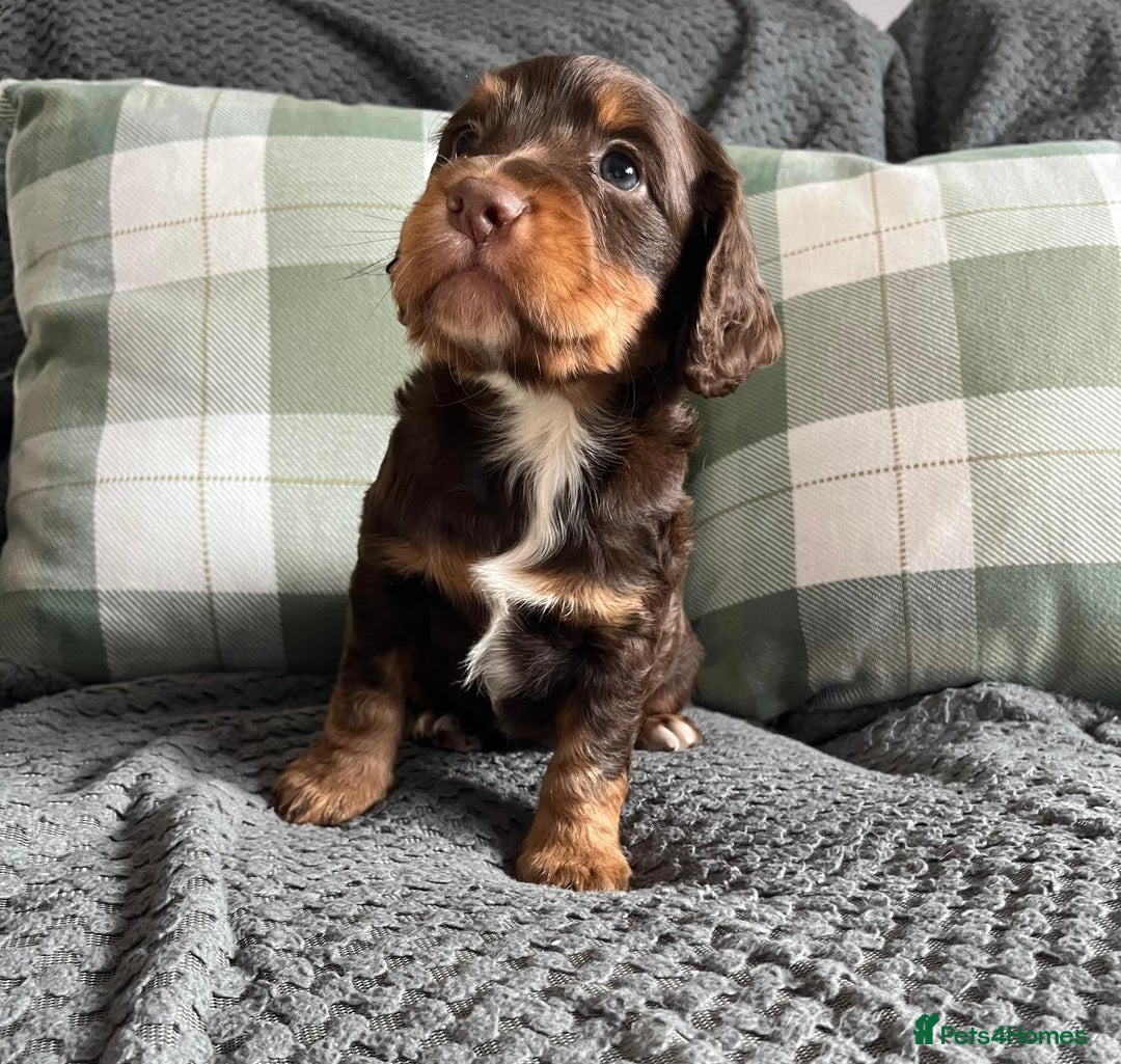 Cocker Spaniel dogs for sale: Extensively Health tested cocker spaniels Puppies  - Advert 14