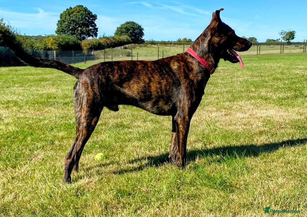 Mixed Breed dogs for adoption: 💔 Handsome Oscar is looking for his forever home  - Advert 6