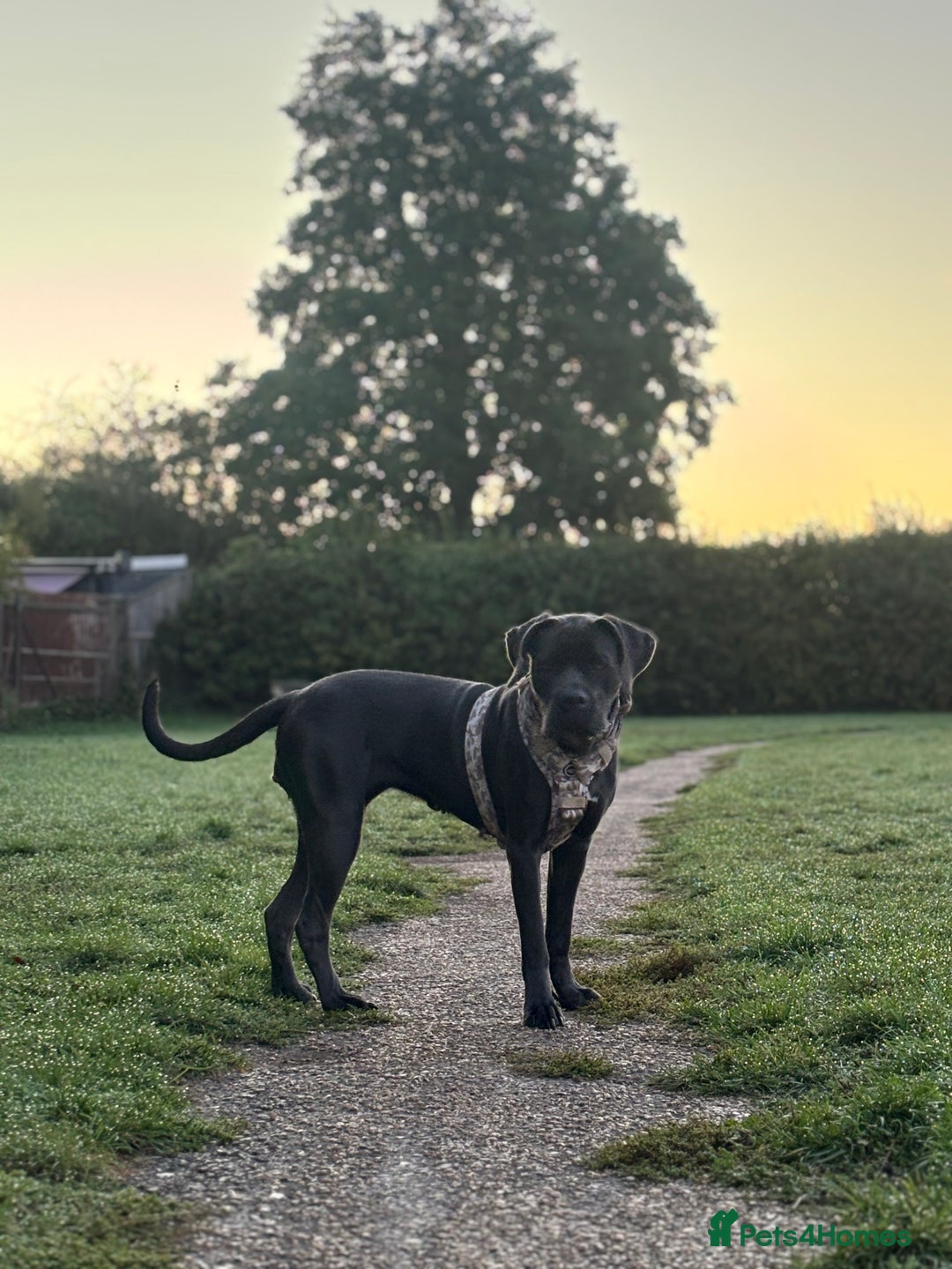 Cane Corso dogs for sale: Cane corso looking for loving home - Image 1