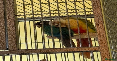 Parakeets birds - Advert 2
