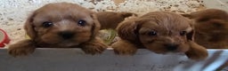 Cavapoo dogs for sale: Beautiful litter of f1 cavapoo puppies  - Advert 7