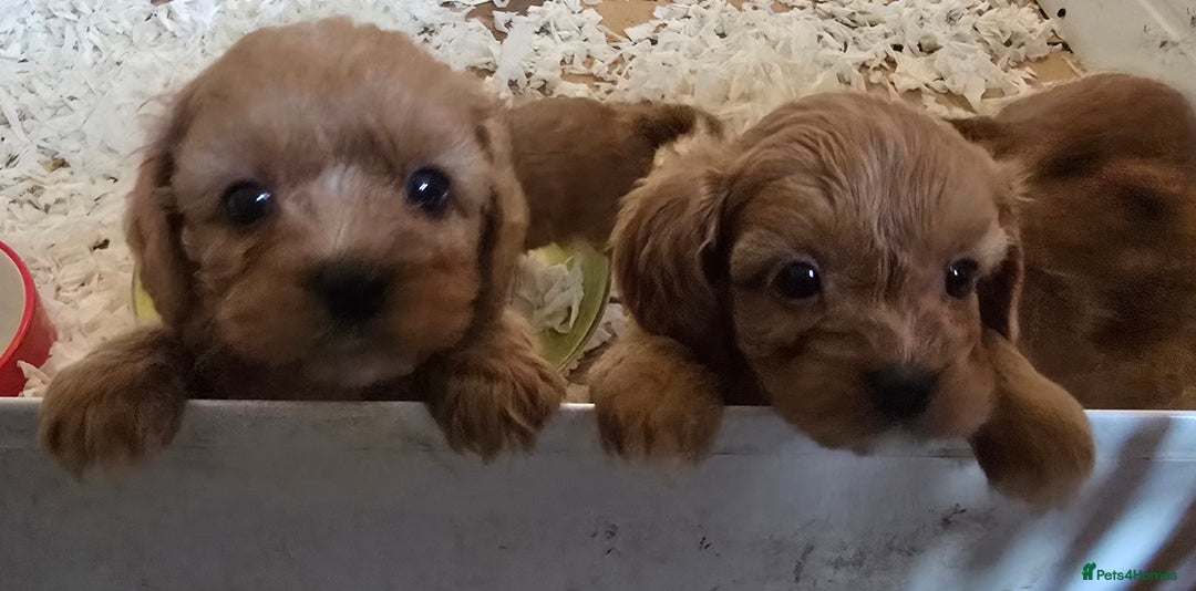 Cavapoo dogs for sale: Beautiful litter of f1 cavapoo puppies  - Advert 7