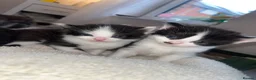 Maine Coon cats for sale: Maine Coon Kittens Looking for Homes 🐾 - Advert 13