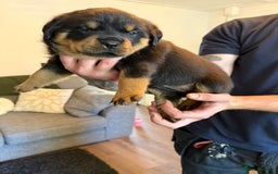 Rottweiler dogs for sale: Rottweiler puppies  - Image 9