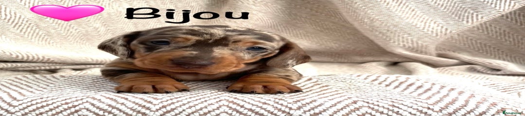 Miniature Dachshund Puppy 5 - Bijou