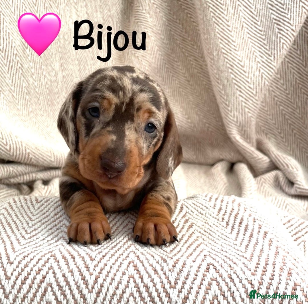 Miniature Dachshund dogs for sale: 8 MINIATURE DACHSHUNDS - Advert 23