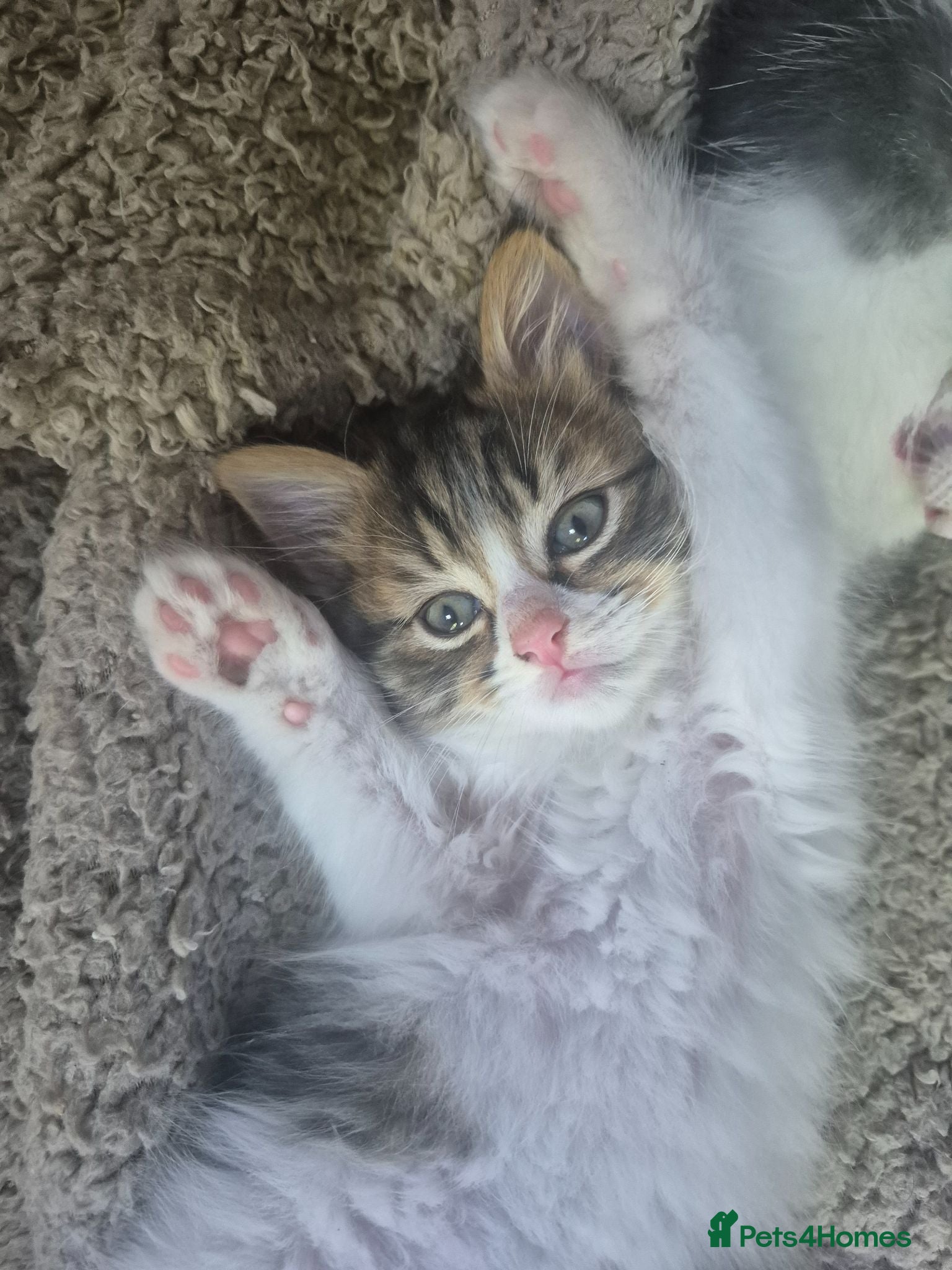 Mixed Breed cats Gorgeous kittens for sale - Advert 7