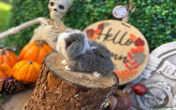 Mini Lop rabbits for sale: 🌟PURE BRED PEDIGREE MINI LOPS🌟 - Image 16