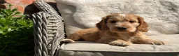 Cocker Spaniel dogs for sale: Stunning cocker pups kc reg ready now - Advert 21