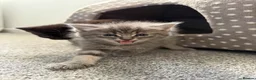 British Shorthair cats for sale: 2 beautiful kittens - Advert 4