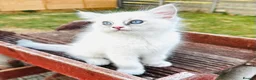 Ragdoll cats for sale: GCCF REGISTERED RAGDOLLS - Advert 14