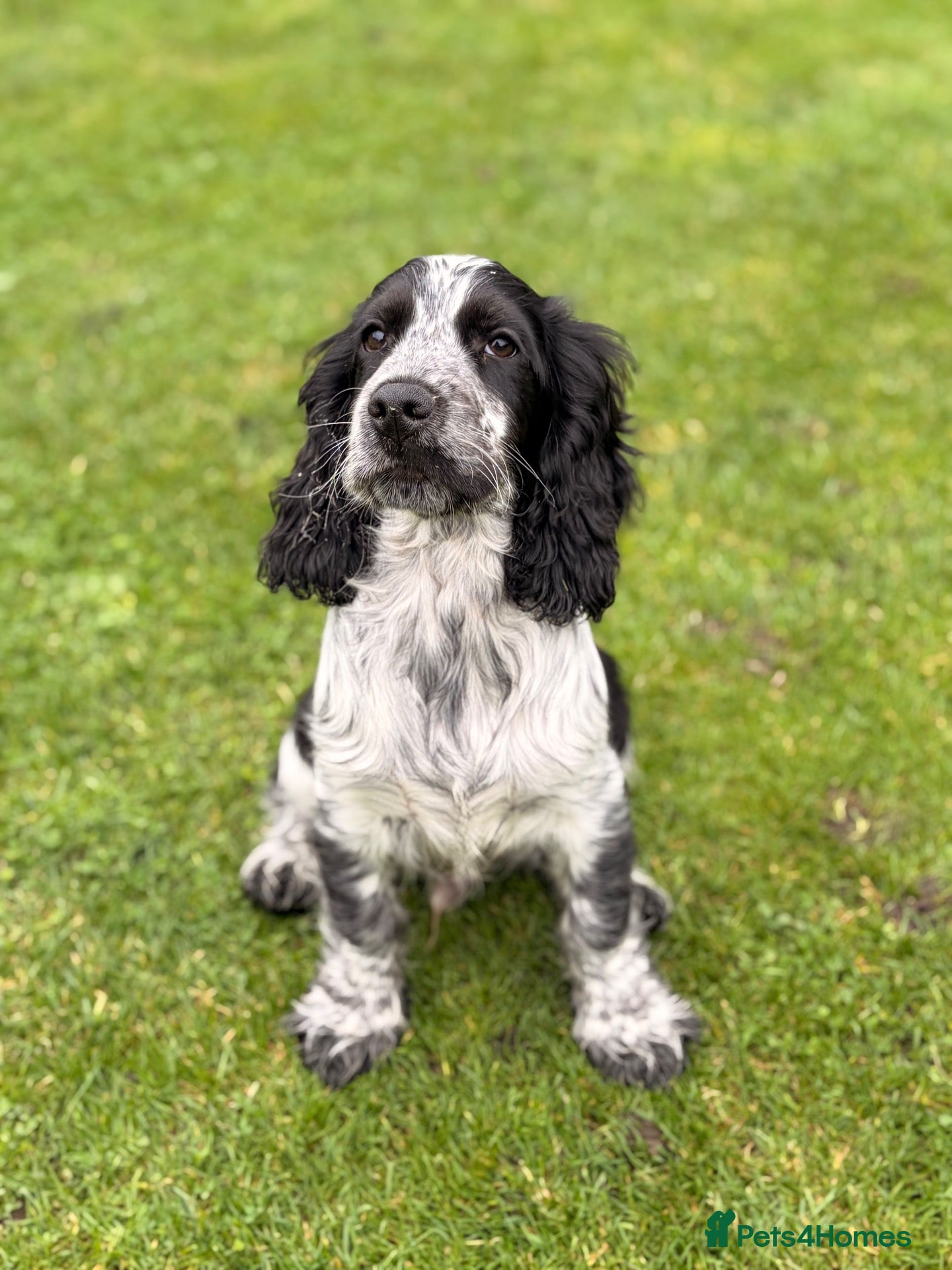 Cocker Spaniel dogs Cracking Cocker Boy  - Advert 2