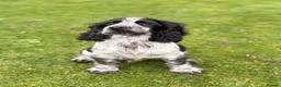 Cocker Spaniel dogs for sale: Cracking Cocker Boy  - Advert 1