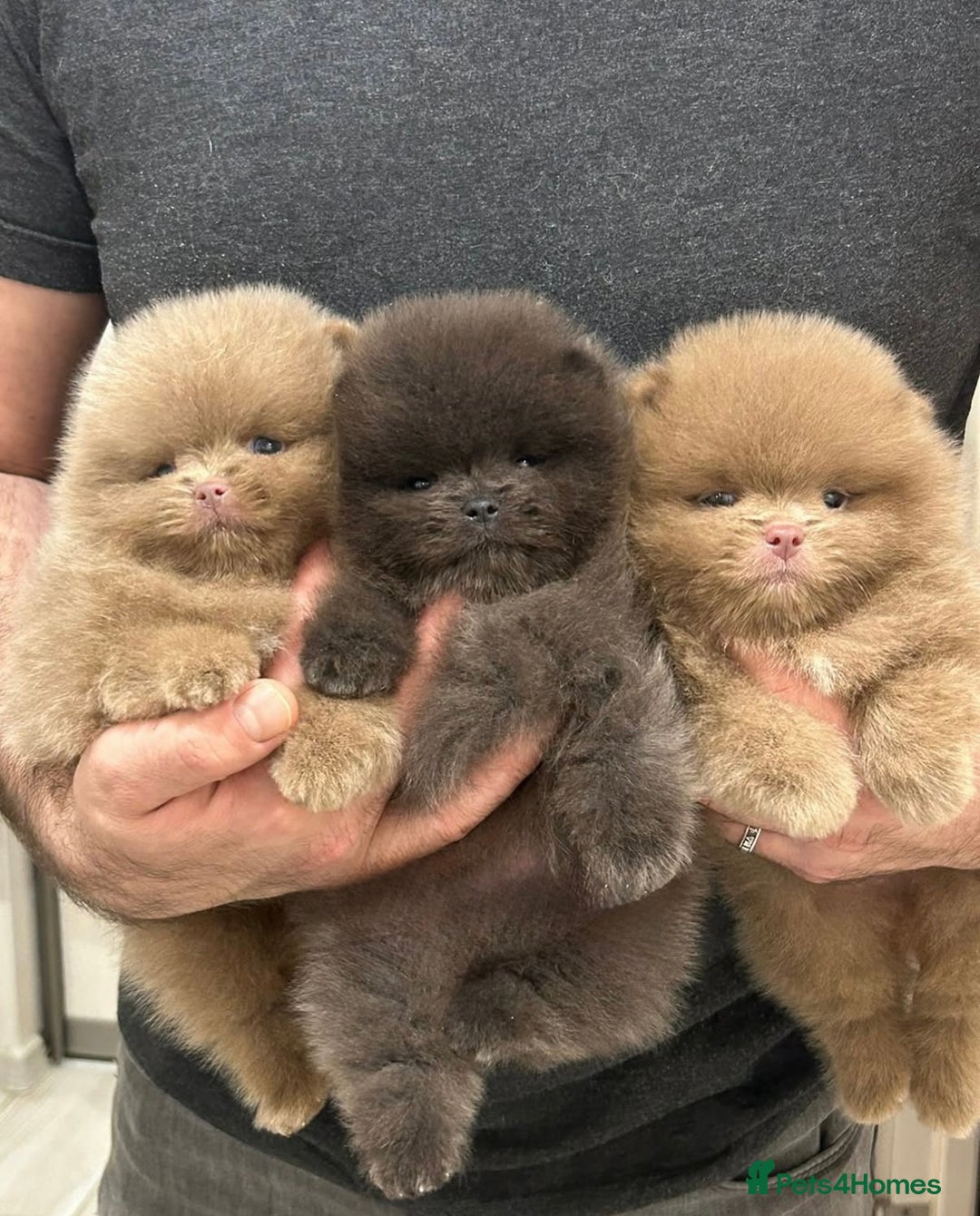 Pomeranian dogs for stud: Outstanding blue teddy bear type 🧸 - Advert 3