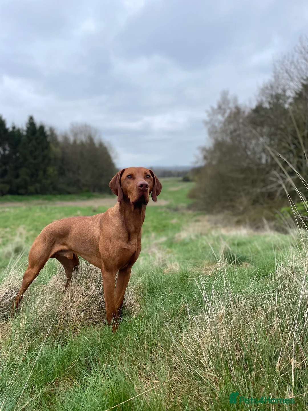 Hungarian Vizsla dogs for stud: KC Hungarian Vizsla Stud Champion Russetmantle - Advert 1