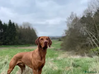 Hungarian Vizsla dogs KC Hungarian Vizsla Stud Champion Russetmantle - Advert 3