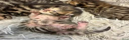 Bengal cats for sale: Half Bengal kittens - Advert 18