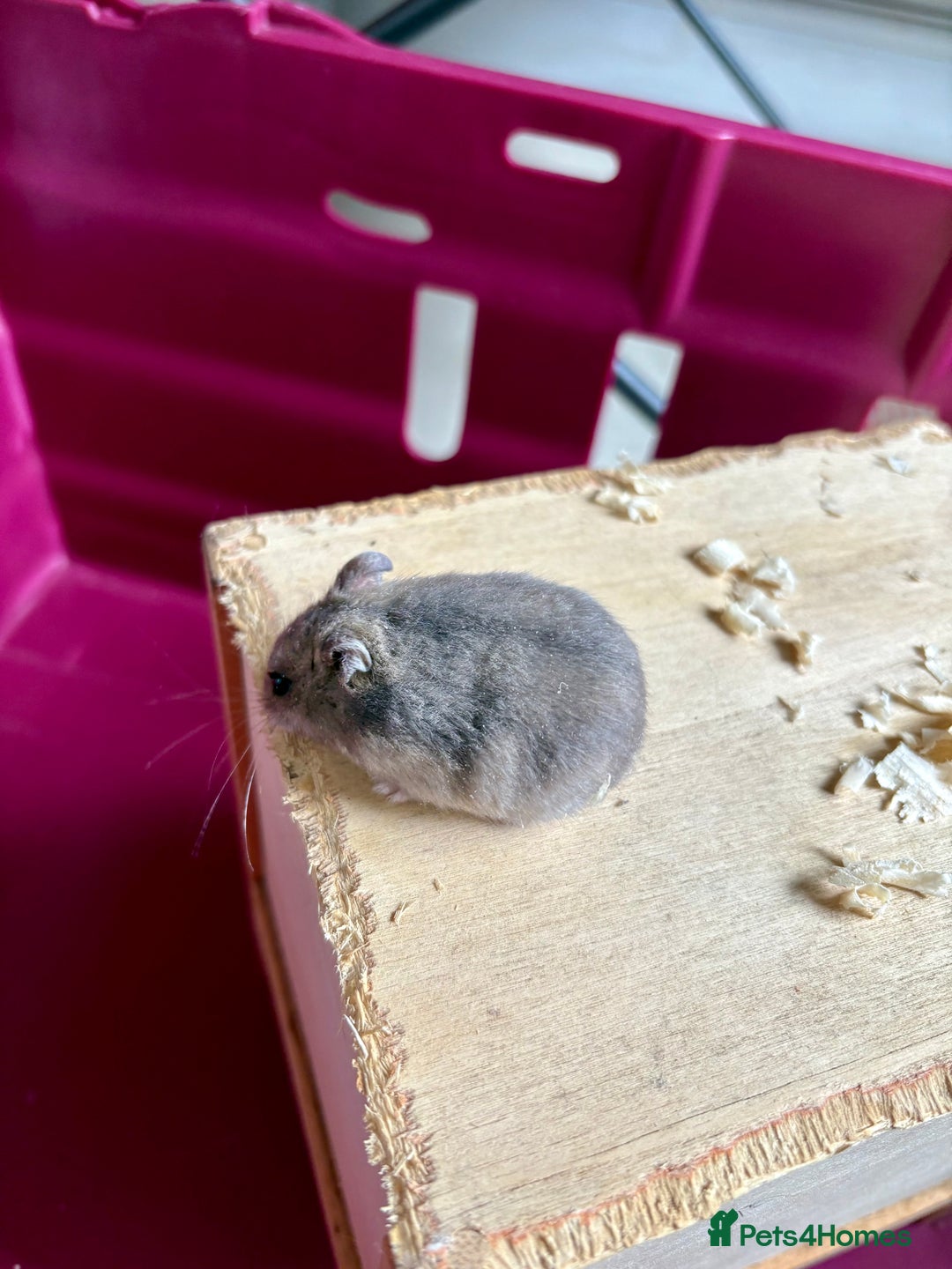 Hamster rodents for sale: Female winter white dwarf hamsters - Image 19