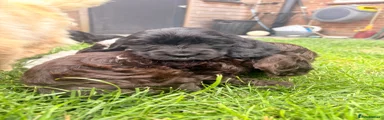 Cocker Spaniel 5